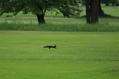 golf squirrel